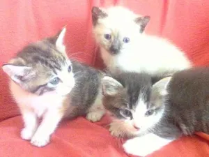 Gato raça Srd idade Abaixo de 2 meses nome Linda, Lili e lulu