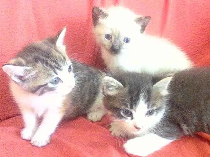 Gato ra a Srd idade Abaixo de 2 meses nome Linda, Lili e lulu