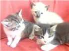 Gato raça Srd idade Abaixo de 2 meses nome Linda, Lili e lulu