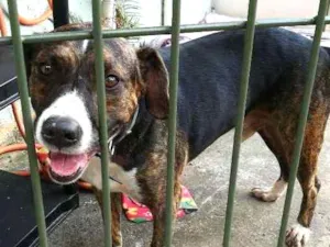 Cachorro raça Srd idade 3 anos nome Logan