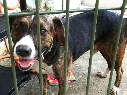 Cachorro ra a Srd idade 3 anos nome Logan