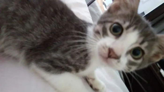 Gato ra a  idade 1 ano nome Linda 