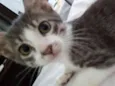 Linda 
