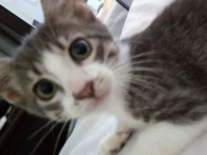 Gato raça  idade 1 ano nome Linda 