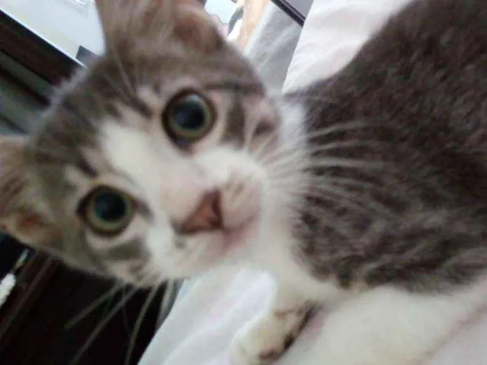 Gato ra a  idade 1 ano nome Linda 