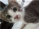 Gato raça  idade 1 ano nome Linda 
