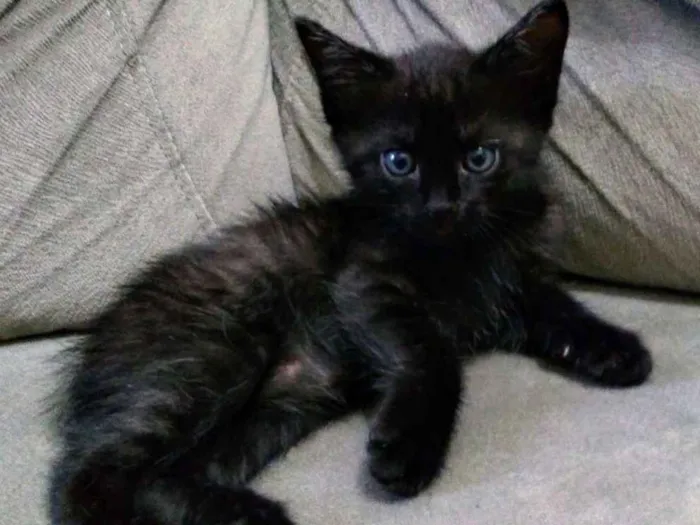 Gato ra a SRD idade 2 a 6 meses nome Salém
