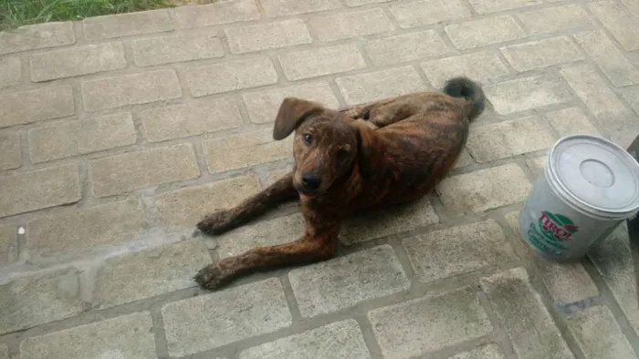 Cachorro ra a SRD idade 2 a 6 meses nome Jake