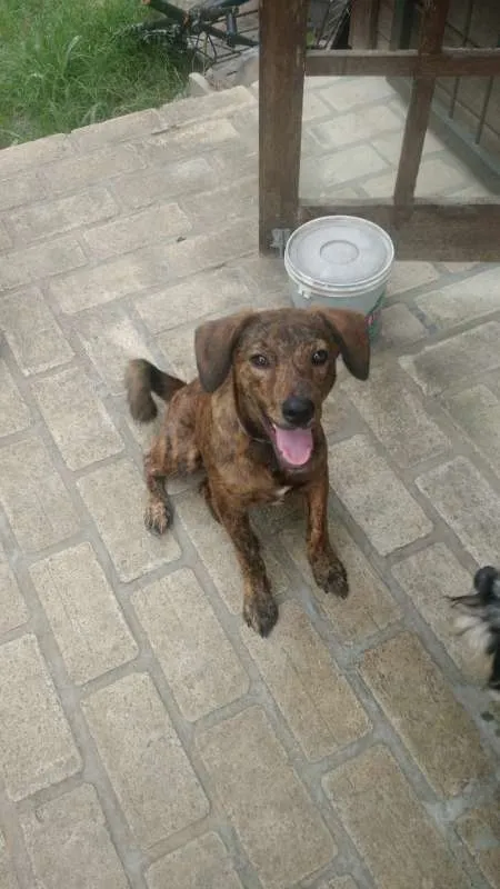Cachorro ra a SRD idade 2 a 6 meses nome Jake