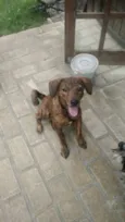 Jake