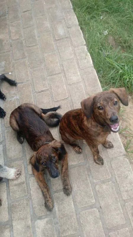 Cachorro ra a SRD idade 2 a 6 meses nome Jake
