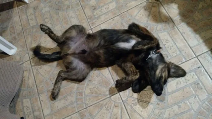Cachorro ra a SRD idade 2 a 6 meses nome Bonfim