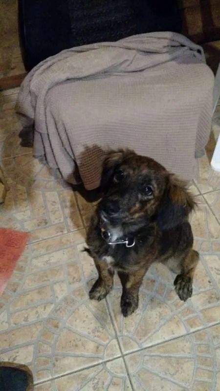 Cachorro ra a SRD idade 2 a 6 meses nome Bonfim