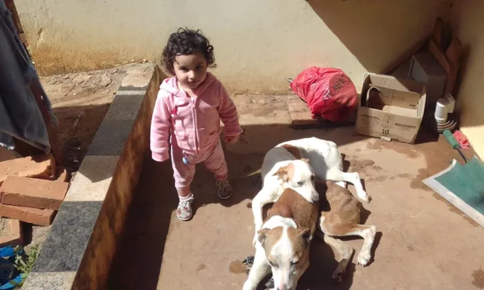 Cachorro ra a Pit-Bull idade 5 anos nome pitiko, nina