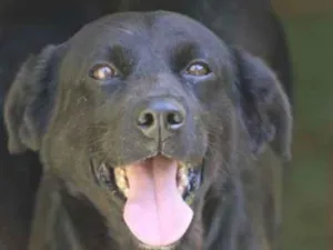 Cachorro raça  idade 6 ou mais anos nome Buck