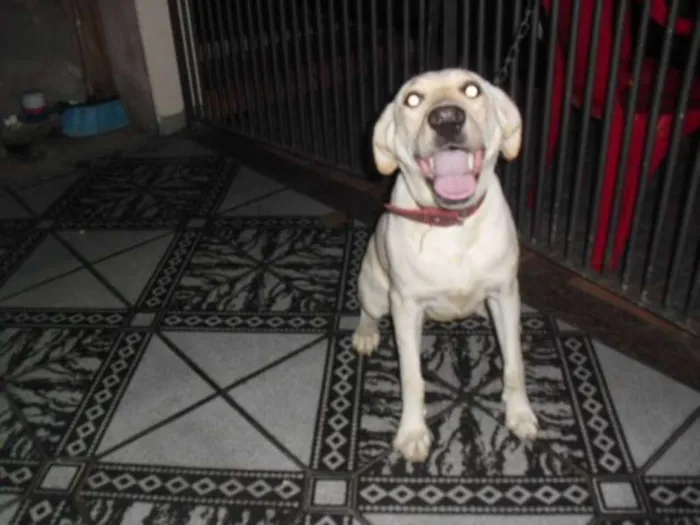 Cachorro ra a Labradora (mix) idade 7 a 11 meses nome Mel 