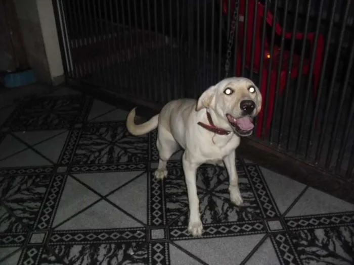Cachorro ra a Labradora (mix) idade 7 a 11 meses nome Mel 