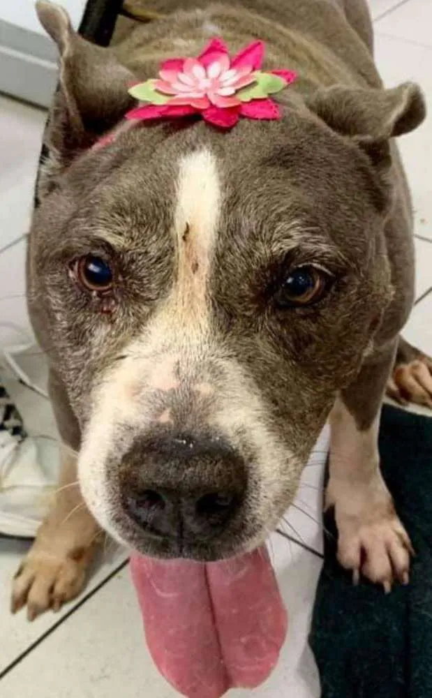 Cachorro ra a Pit bull idade 6 ou mais anos nome Raika