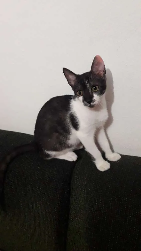 Gato ra a Vira lata  idade 2 a 6 meses nome Theo 