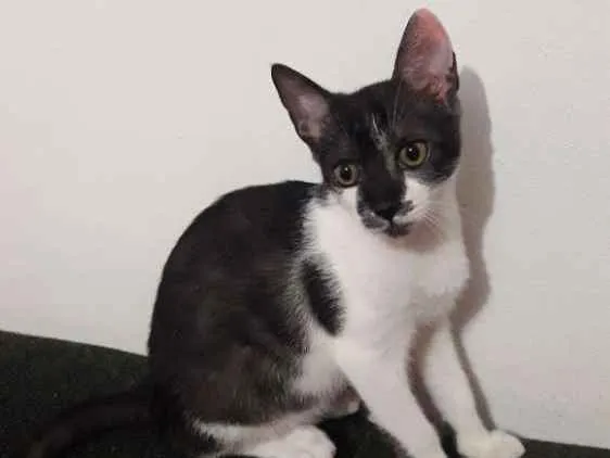 Gato ra a Vira lata  idade 2 a 6 meses nome Theo 