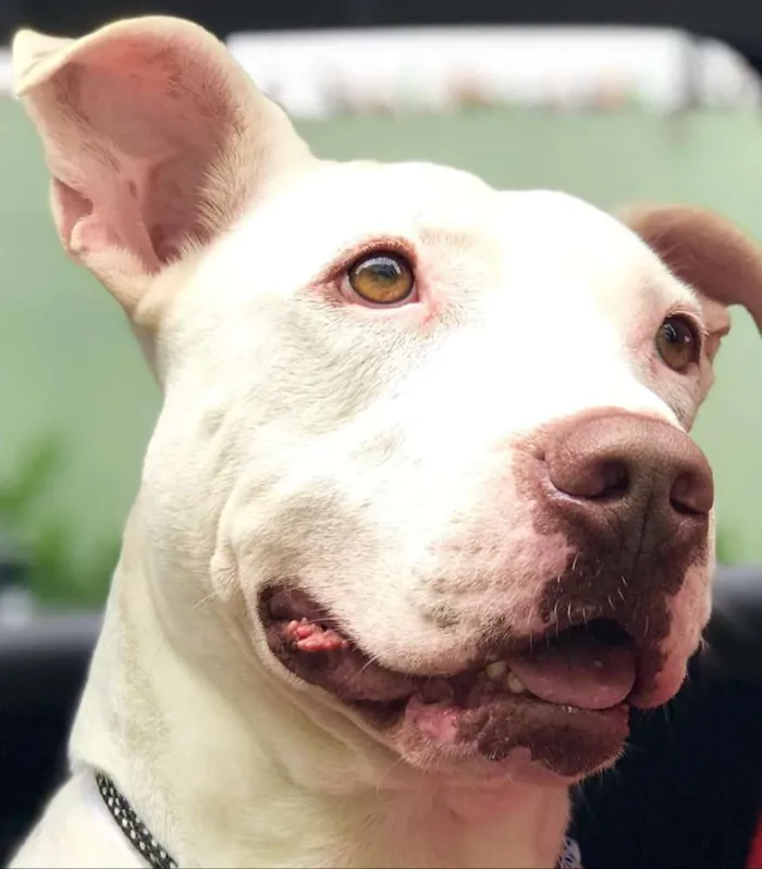 Cachorro ra a Pit bull idade 1 ano nome Breno