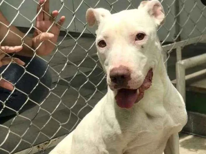 Cachorro ra a Pit bull idade 1 ano nome Breno