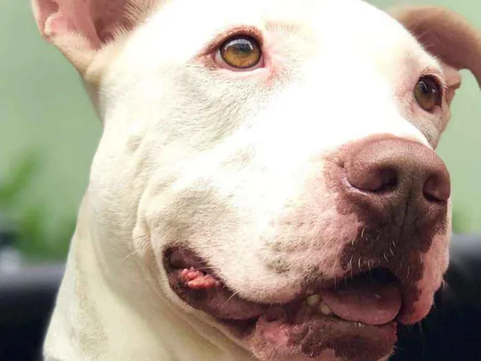 Cachorro ra a Pit bull idade 1 ano nome Breno