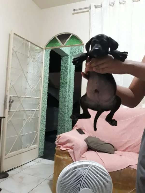 Cachorro raça Indefinida idade Abaixo de 2 meses nome Julio 