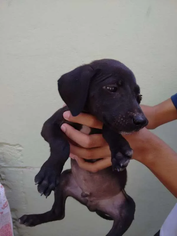Cachorro raça Indefinida idade Abaixo de 2 meses nome Julio 