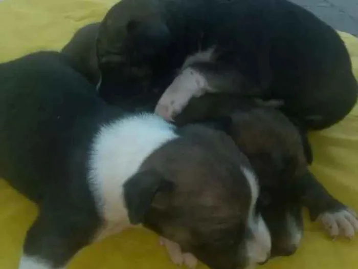 Cachorro ra a SRD idade Abaixo de 2 meses nome Tonho é cuca