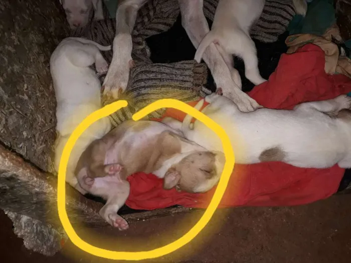 Cachorro ra a Pitbull com labrador  idade Abaixo de 2 meses nome São muitos