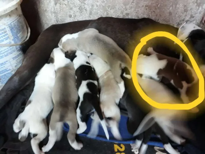 Cachorro ra a Pitbull com labrador  idade Abaixo de 2 meses nome São muitos