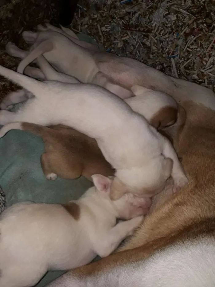 Cachorro ra a Pitbull com labrador  idade Abaixo de 2 meses nome São muitos