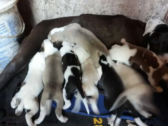 Cachorro ra a Pitbull com labrador  idade Abaixo de 2 meses nome São muitos