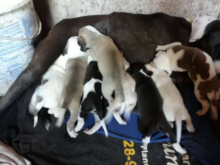 Cachorro ra a Pitbull com labrador  idade Abaixo de 2 meses nome São muitos