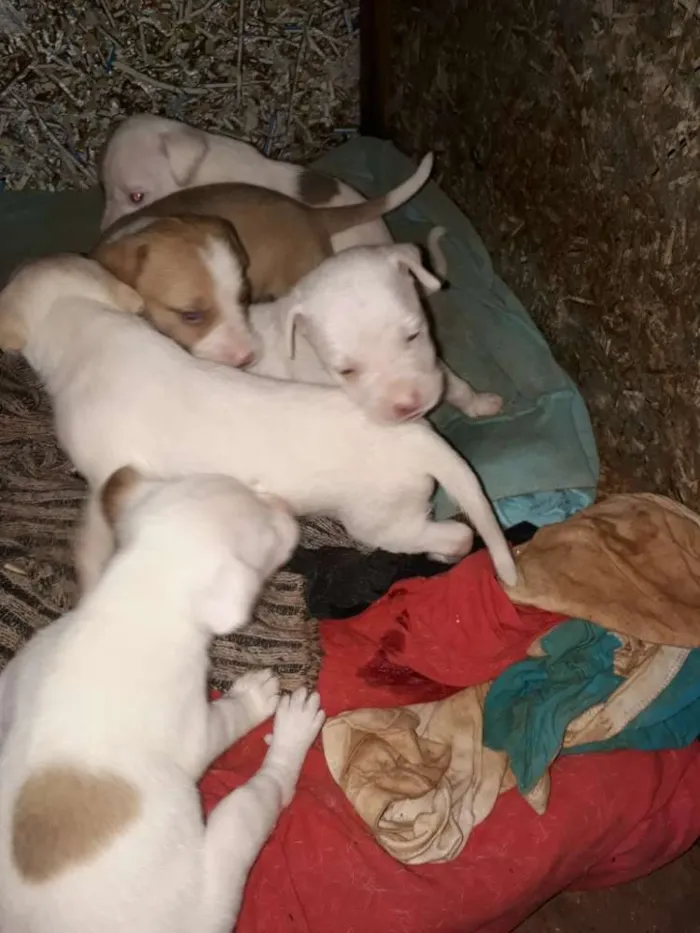 Cachorro ra a Pitbull com labrador  idade Abaixo de 2 meses nome São muitos