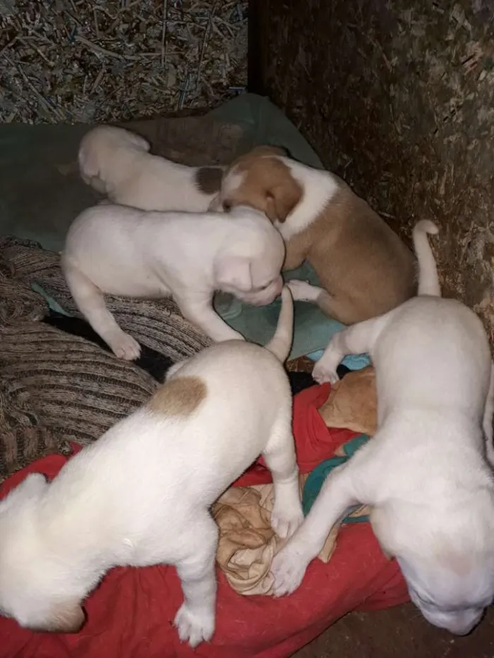 Cachorro ra a Pitbull com labrador  idade Abaixo de 2 meses nome São muitos