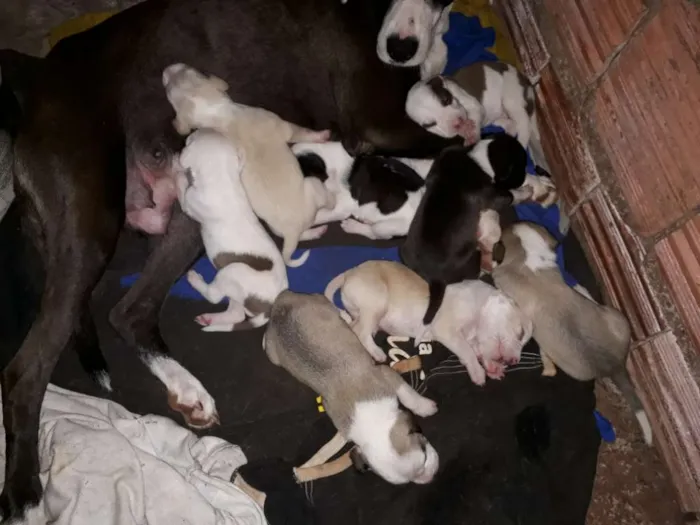 Cachorro ra a Pitbull com labrador  idade Abaixo de 2 meses nome São muitos