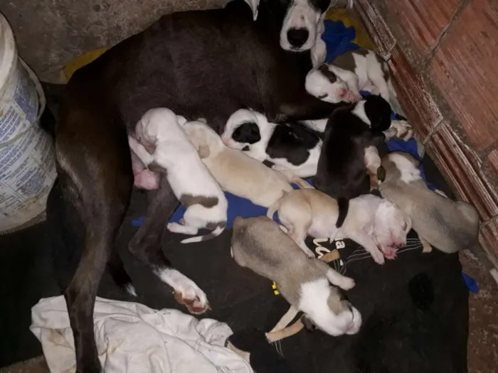 Cachorro ra a Pitbull com labrador  idade Abaixo de 2 meses nome São muitos