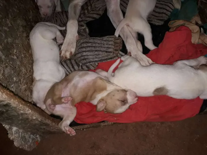 Cachorro ra a Pitbull com labrador  idade Abaixo de 2 meses nome São muitos