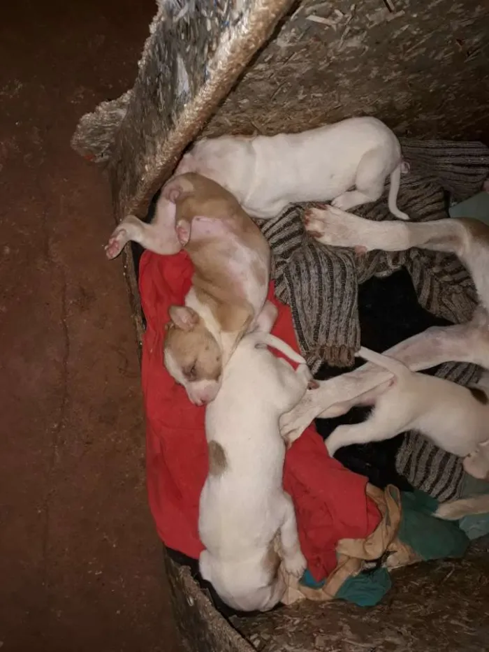 Cachorro ra a Pitbull com labrador  idade Abaixo de 2 meses nome São muitos