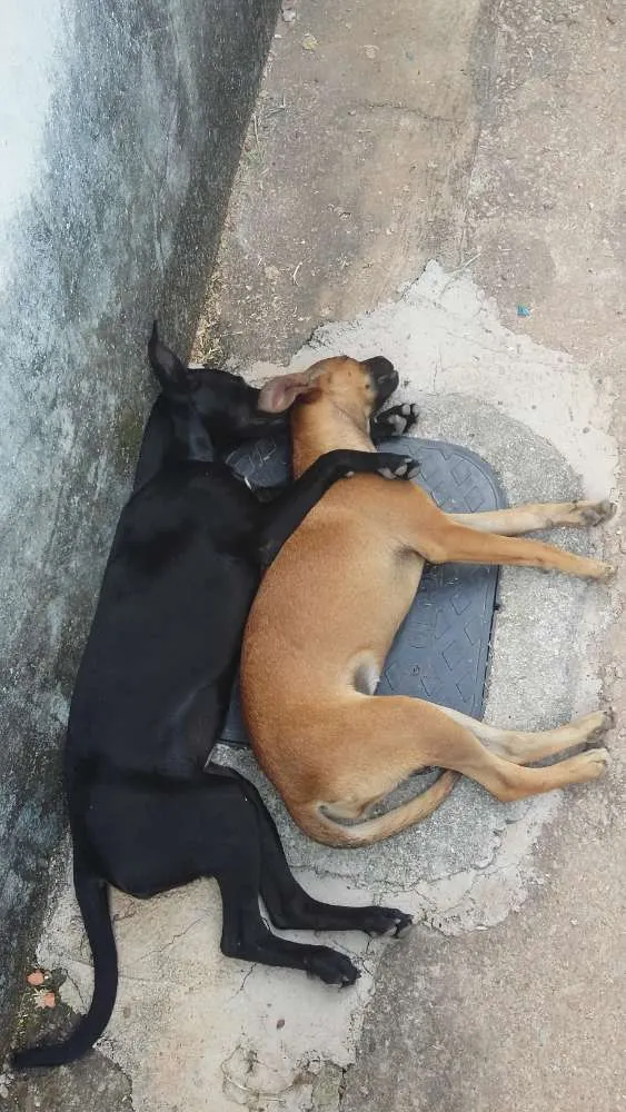 Cachorro ra a SRD idade 7 a 11 meses nome Maggie e Amora