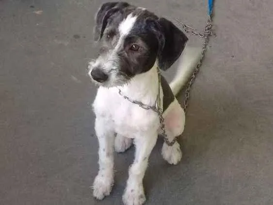 Cachorro raça Indefinida  idade 2 a 6 meses nome Bob