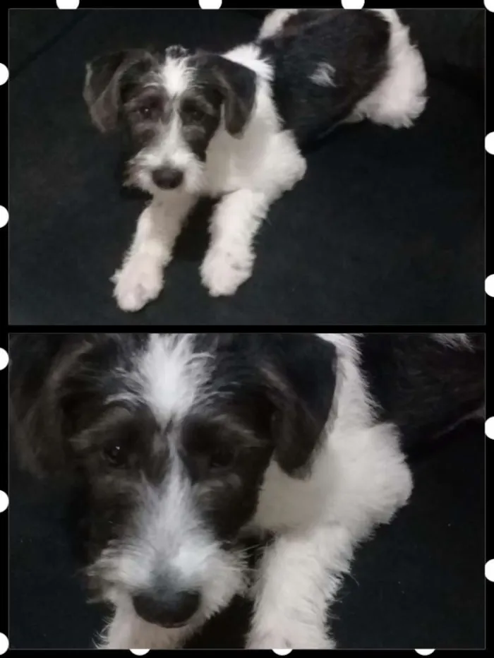 Cachorro raça Indefinida  idade 2 a 6 meses nome Bob