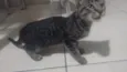 Pequeno
