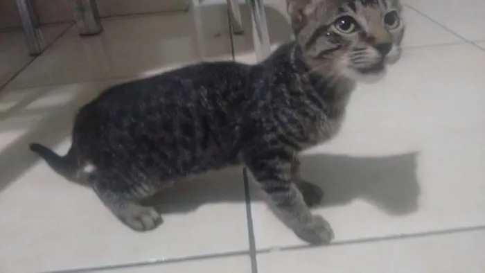 Gato ra a Vira lata idade 2 a 6 meses nome Pequeno