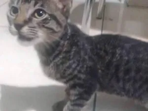 Gato raça Vira lata idade 2 a 6 meses nome Pequeno
