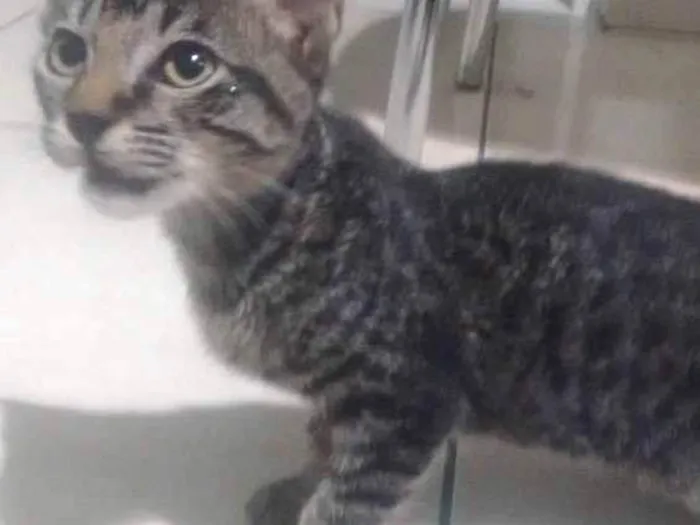 Gato ra a Vira lata idade 2 a 6 meses nome Pequeno