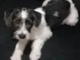Bob