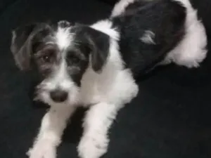 Cachorro raça Indefinida  idade 2 a 6 meses nome Bob